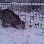 Archie - Silver Mau DOB 7-17-11