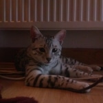 Archimedes Dimitri Silver Egyptian Mau DOB 7/17/11