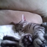 Archimedes Dimitri Silver Egyptian Mau DOB 7/17/11