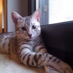 Archimedes Dimitri Silver Egyptian Mau DOB 7/17/11