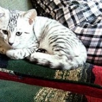 Archimedes Dimitri Silver Egyptian Mau DOB 7/17/11