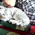 Archimedes Dimitri Silver Egyptian Mau DOB 7/17/11