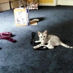 Archimedes Dimitri Silver Egyptian Mau DOB 7/17/11