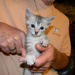 Archimedes Dimitri Silver Egyptian Mau DOB 7/17/11
