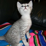 Archimedes Dimitri Silver Egyptian Mau DOB 7/17/11