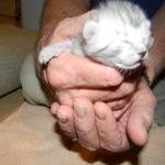 Archimedes Dimitri Silver Egyptian Mau DOB 7/17/11