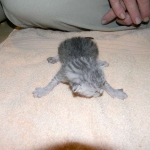 Archimedes Dimitri Silver Egyptian Mau DOB 7/17/11