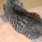 Archimedes Dimitri Silver Egyptian Mau DOB 7/17/11