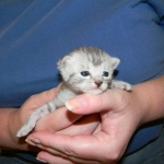 Archimedes Dimitri Silver Egyptian Mau DOB 7/17/11