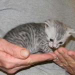 Archimedes Dimitri Silver Egyptian Mau DOB 7/17/11