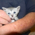 Archimedes Dimitri Silver Egyptian Mau DOB 7/17/11