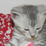 Archimedes Dimitri Silver Egyptian Mau DOB 7/17/11