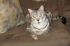 Kj - F-2 Silver Savannah Male DOB 3-25-11