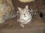 Kj - F-2 Silver Savannah Male DOB 3-25-11