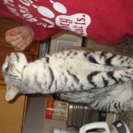 KJ - F-2 Silver male Savannah DOB 3-25-11