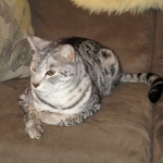 KJ - F-2 Silver male Savannah DOB 3-25-11