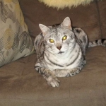 KJ - F-2 Silver male Savannah DOB 3-25-11