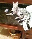 KJ - F-2 Silver male Savannah DOB 3-25-11