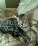 KJ - F-2 Silver male Savannah DOB 3-25-11