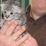 KJ - F-2 Silver male Savannah DOB 3-25-11