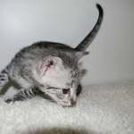 KJ - F-2 Silver male Savannah DOB 3-25-11