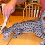 KJ - F-2 Silver male Savannah DOB 3-25-11
