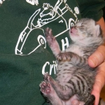 KJ - F-2 Silver male Savannah DOB 3-25-11