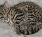 Starbuck - Geoffroy's Cats male DOB 10-7-11