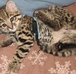 Starbuck - Geoffroy's Cats male DOB 10-7-11