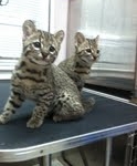 Ash & Chloe - Geoffroy's cats DOB 6-24-11
