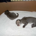 Geoffory's Kittens DOB 6-24-11
