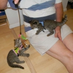 Ash & Chloe - Geoffroy's cats DOB 6-24-11