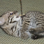 Geoffroy's Kittens DOB 6-24-11