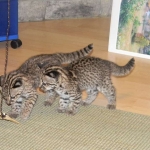 Geoffroy's Kittens DOB 6-24-11