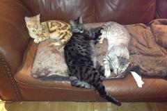 Jazz - F-1 Savannah Female  DOB 3-27-12