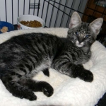 Jazz - F-1 Savannah Female DOB 3-27-12