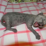 Jazz - F-1 Savannah Female DOB 3-27-12