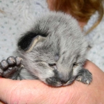 Jazz - F-1 Savannah Female DOB 3-27-12