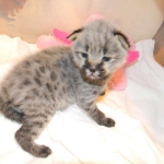 Jazz - F-1 Savannah Female DOB 3-27-12