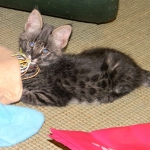 Jazz - F-1 Savannah Female DOB 3-27-12