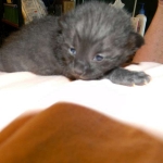 Mystic - F-1 Safari DOB 3-31-12