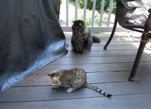 Maggie - Egyptian Mau Bronze Female  DOB 3-15-12