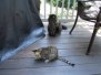 Maggie - Egyptian Mau Bronze Female  DOB 3-15-12