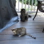 Maggie - Egyptian Mau Bronze female DOB 3-15-12