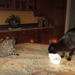 Maggie - Egyptian Mau Bronze female DOB 3-15-12