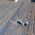 Maggie - Egyptian Mau Bronze female DOB 3-15-12