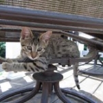 Maggie - Egyptian Mau Bronze female DOB 3-15-12