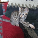 Maggie - Egyptian Mau Bronze female DOB 3-15-12