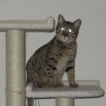 Maggie - Egyptian Mau Bronze female DOB 3-15-12