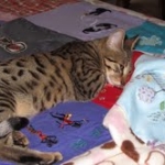 Maggie - Egyptian Mau Bronze female DOB 3-15-12